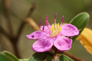Açık büyüyen renk çiçeği yakın 