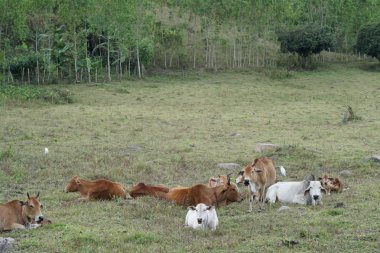 scenic shot of asian cows grazing on nature