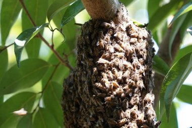 kovan üzerinde oturan arılar küme yakın