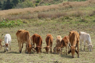 çayır otlatma inek sürüsü 