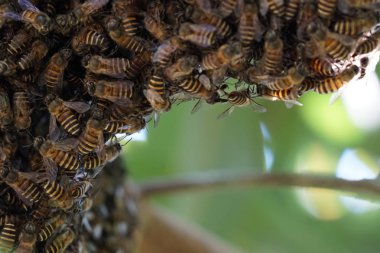 kovan üzerinde oturan arılar küme yakın