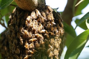 kovan üzerinde oturan arılar küme yakın