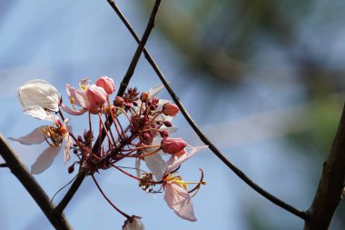 Açık büyüyen renk çiçeği yakın 