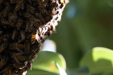 kovan üzerinde oturan arılar küme yakın