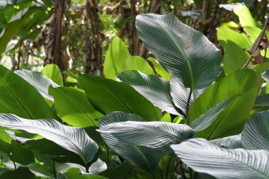 gündüz açık havada büyüyen vahşi bitkilerin yakın 