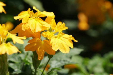 Açık büyüyen renk çiçekler yakın 
