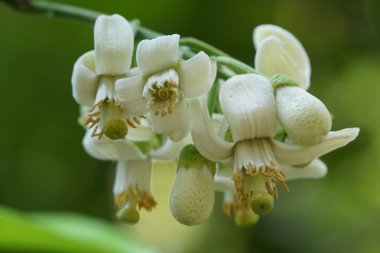 Açık büyüyen renk çiçekler yakın 
