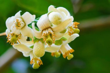 Açık büyüyen renk çiçekler yakın 