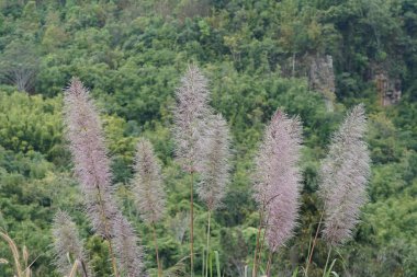 gündüz açık havada büyüyen vahşi bitkilerin yakın 