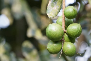 gündüz ağacında büyüyen egzotik meyveler 