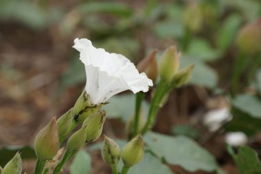 Açık büyüyen renk çiçeği yakın 