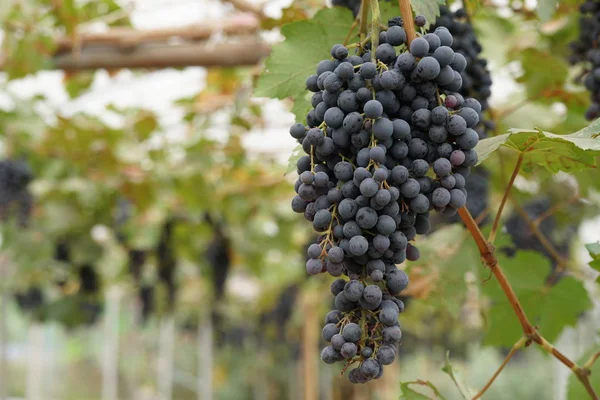 Primer Plano Fruta Fresca Exótica Madurando Rama — Foto de Stock