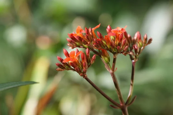 Gros Plan Fleurs Couleur Poussant Plein Air — Photo