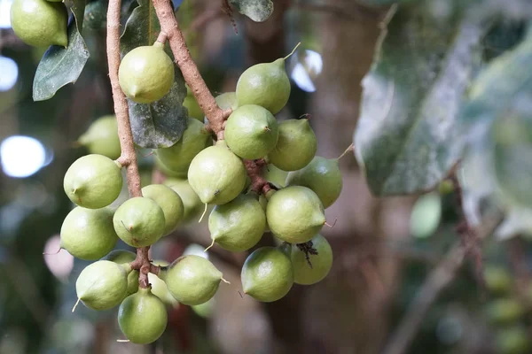 Frutas Exóticas Que Crecen Árbol Durante Día — Foto de Stock