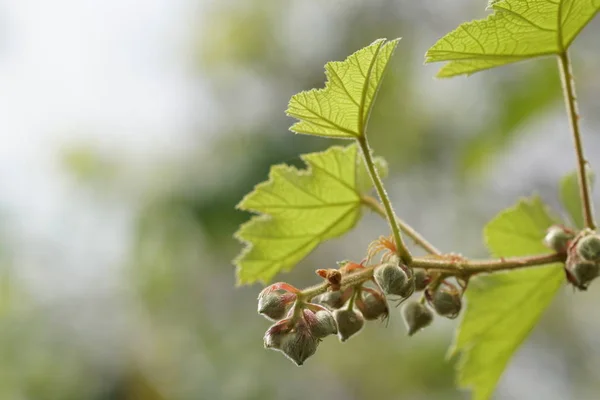 Primer Plano Las Plantas Silvestres Que Crecen Aire Libre Durante — Foto de Stock