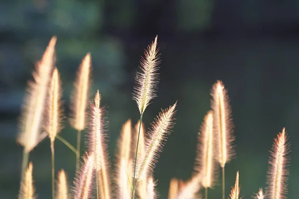 白天在户外生长的野生植物的特写 — 图库照片