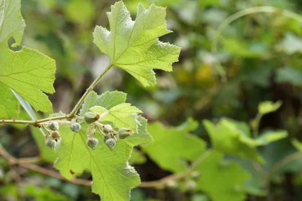 Primer Plano Las Plantas Silvestres Que Crecen Aire Libre Durante — Foto de Stock