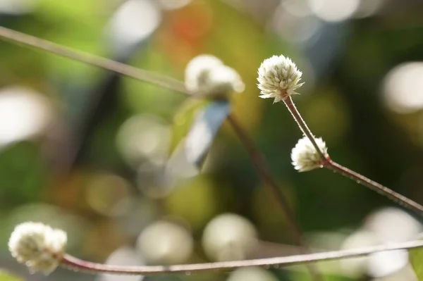 Primer Plano Las Plantas Silvestres Que Crecen Aire Libre Durante — Foto de Stock