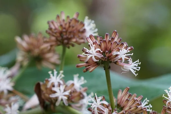 Nahaufnahme Von Farbigen Blumen Die Freien Wachsen — Stockfoto