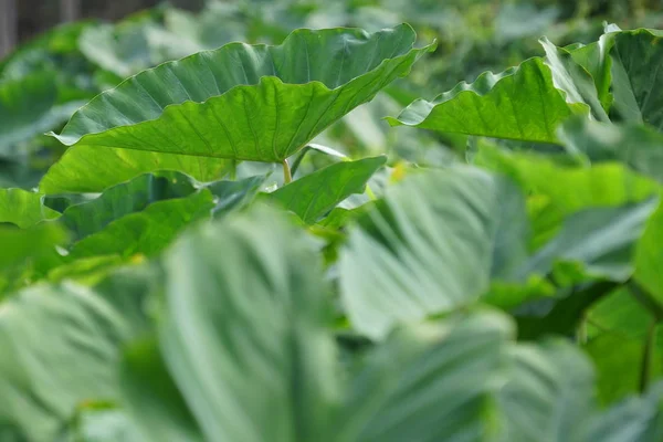 Close Van Wilde Planten Die Overdag Buiten Groeien — Stockfoto