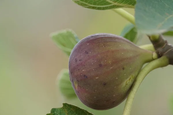 Close Shot Van Vers Exotisch Fruit Rijping Tak — Stockfoto