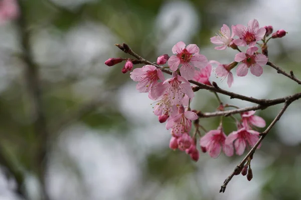 Gros Plan Fleurs Couleur Poussant Plein Air — Photo