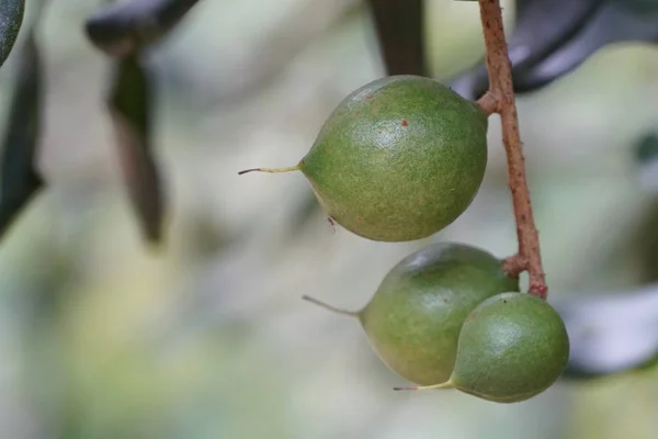 Frutas Exóticas Que Crecen Árbol Durante Día — Foto de Stock