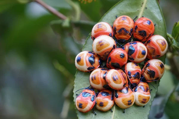 Close Shot Fresh Exotic Fruits Ripening Branch — Stock Photo, Image