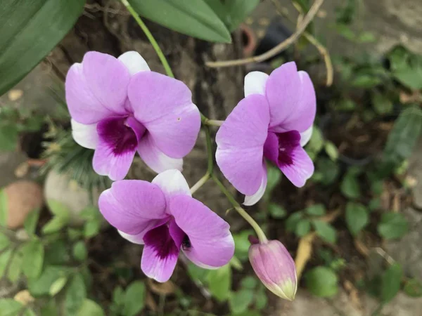 屋外で成長している色の花のクローズアップ — ストック写真