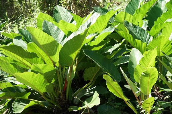 Close Van Wilde Planten Die Overdag Buiten Groeien — Stockfoto