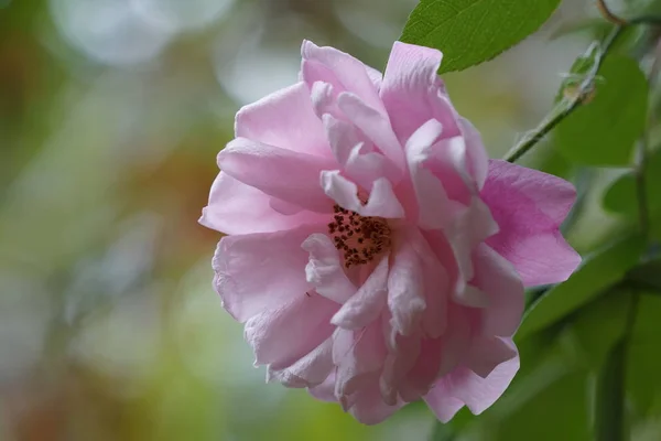 Gros Plan Fleur Couleur Poussant Plein Air — Photo