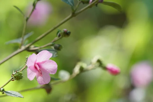 Zbliżenie Kolorowych Kwiatów Rośnie Zewnątrz — Zdjęcie stockowe
