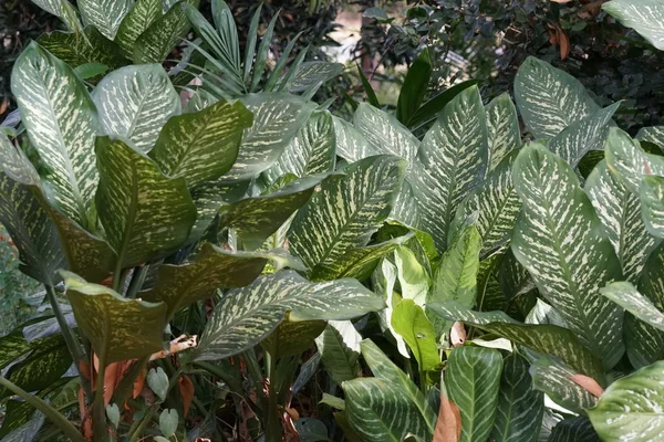 Primer Plano Las Plantas Silvestres Que Crecen Aire Libre Durante — Foto de Stock