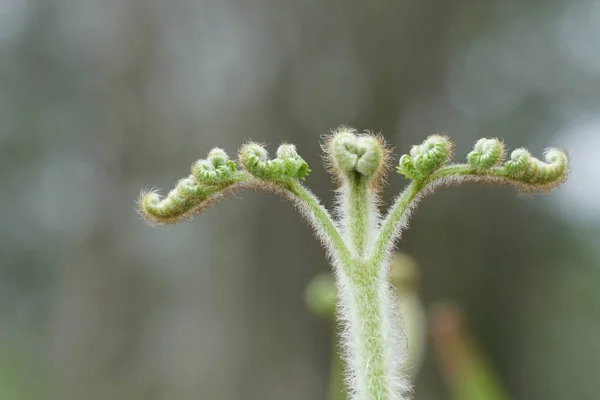 白天在户外生长的野生植物的特写 — 图库照片