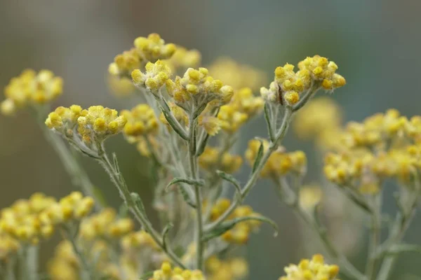 Close Flores Cor Crescendo Livre — Fotografia de Stock