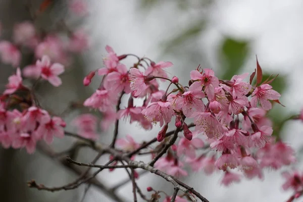 Gros Plan Fleurs Couleur Poussant Plein Air — Photo