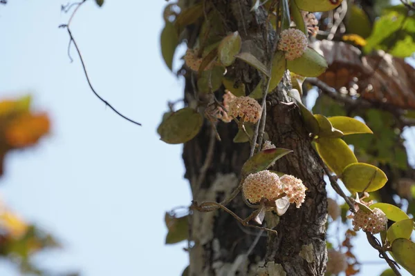 Gros Plan Fleurs Couleur Poussant Plein Air — Photo