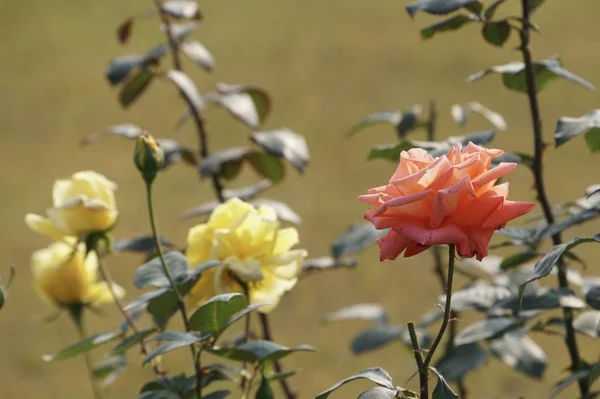 Gros Plan Fleurs Couleur Poussant Plein Air — Photo