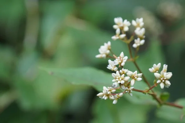 Nahaufnahme Von Farbigen Blumen Die Freien Wachsen — Stockfoto