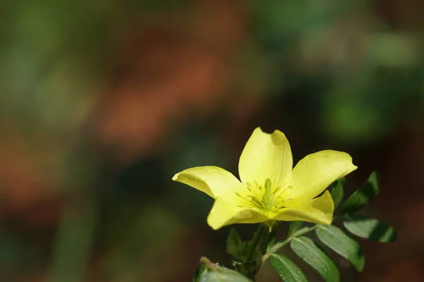 Close Van Kleur Bloem Kweken Buiten — Stockfoto