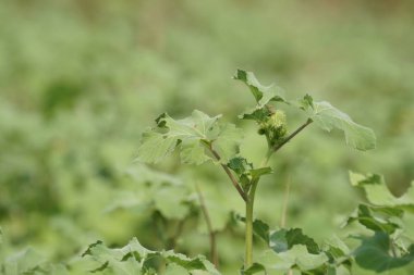 Gündüz, tarım alanının görünümü