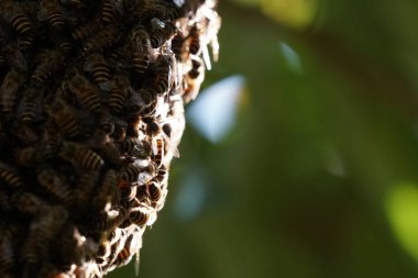 kovan üzerinde oturan arılar küme yakın