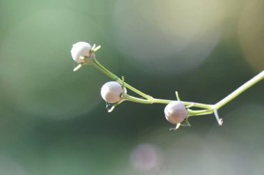 gündüz açık havada büyüyen vahşi bitkilerin yakın 