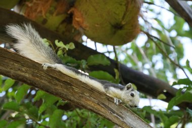 Sevimli sincap kemiren hindistan cevizi