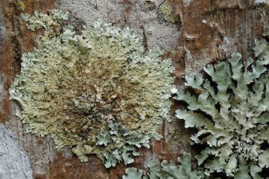 koyu yeşil yosun ile ağaç dalı üzerinde liken