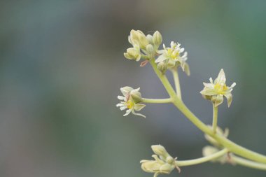 gündüz açık havada büyüyen vahşi bitkilerin yakın 