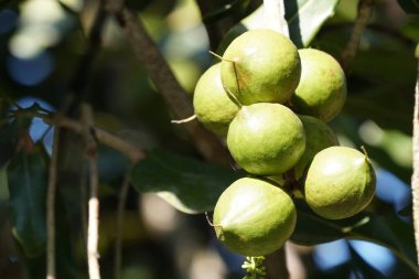 gündüz ağacında büyüyen egzotik meyveler 