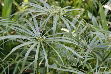 gündüz açık havada büyüyen vahşi bitkilerin yakın 