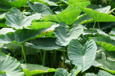 gündüz açık havada büyüyen vahşi bitkilerin yakın 