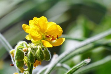 Açık büyüyen renk çiçekler yakın 